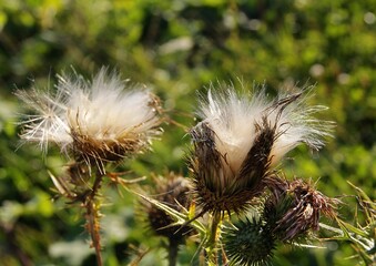purple flowers and white blow-ball with seed of thistle thorny plant - obrazy, fototapety, plakaty