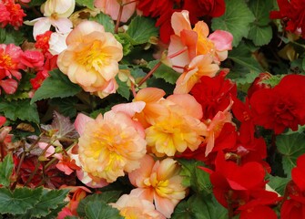 Obraz na płótnie Canvas pretty,multicolor flowers of begonia in the garden close up