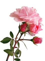 pretty pink and yellow roses isolated close up