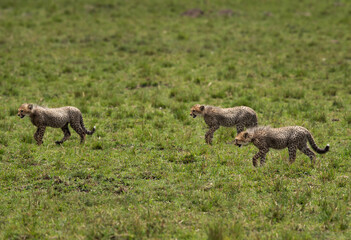Fototapeta premium Cheetah cubs at Masai Mara, Kenya