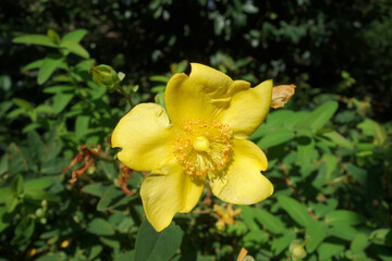 Großblumiges Johanniskraut