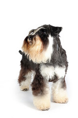 miniature schnauzer in front isolated on white 