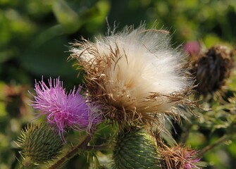 purple flowers and white blow-ball with seed of thistle thorny plant - obrazy, fototapety, plakaty