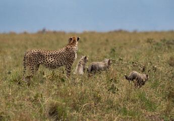 Cheetah with her cubs at Masai Mara, Kenya