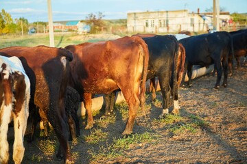 A lot of cows on the farm are eating food. The legs of farm animals.