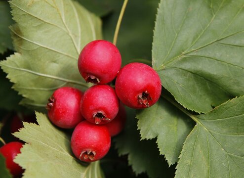 red,round fruits in corymbs of sorbus intermedia tree close up