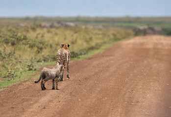 Cheetah and her cub mud road at Masai Mara, Kenya