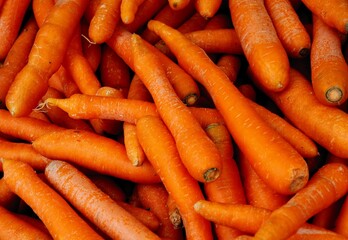orange,juicy roots of carrot vegetable close up