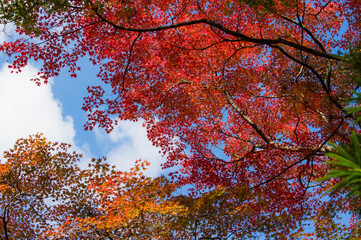 大威徳寺（大阪府岸和田市）の秋風景