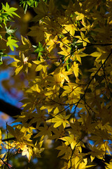 大威徳寺（大阪府岸和田市）の秋風景