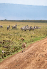 Cheetah on a mound with cubs at Masai Mara, Kenya