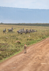 Naklejka premium Selective focus on Zebras wataching a Cheetah approaching to them at Masai Mara, Kenya
