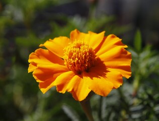 yellow flowers of tagetes close up