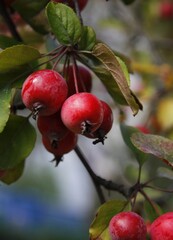 red round small apples fruits of Malus purpurea tree at autumn