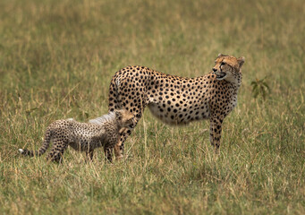 Cheetah with a cub at Masai Mara, Kenya