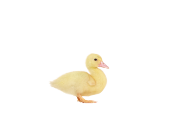 Small duckling
