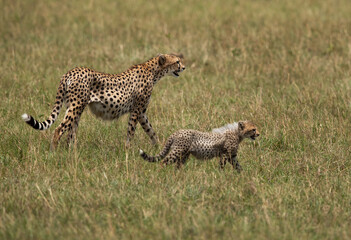 Cheetah walking with her cub at Masai Mara, Kenya
