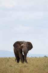 Fototapeta na wymiar A portrait of a majestic African elephant in grassland of Masai Mara, Kenya