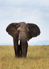 Fototapeta na wymiar A portrait of a majestic African elephant in Savannah, Masai Mara