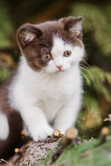 K&auml;tzchen im Garten