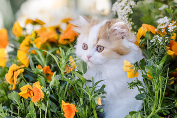 K&auml;tzchen im Garten