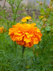 orange marigold flower