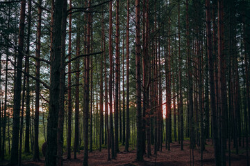 Obraz premium sunset in the woods