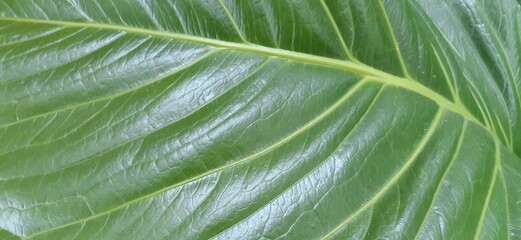 close up of green leaf