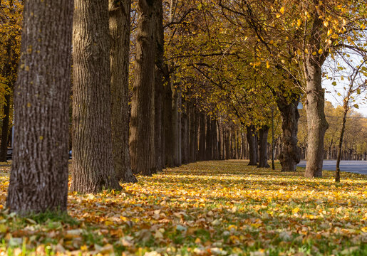 Beautiful autumn landscape with yellow trees and sun. Colorful foliage in the city park. autumn natural