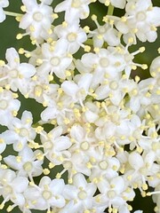 white flowers
