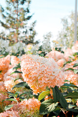 Beautiful photo of hydrangea flowers in the park. Summer sunny mood.