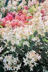 Beautiful photo of hydrangea flowers in the park. Summer sunny mood.