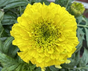 yellow flower