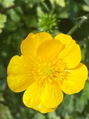yellow flower in the garden