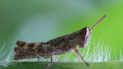 Close-up of a Common Field Grasshopper (Chorthippus brunneus) sitting on a grass stalk