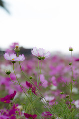 コスモスのある風景