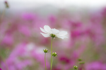 コスモスのある風景