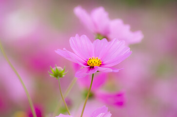 Obraz premium コスモスのある風景