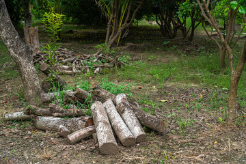 log with a pile of chopped wood use in fire place at home stored on forest woods green biomass energy in the forest.