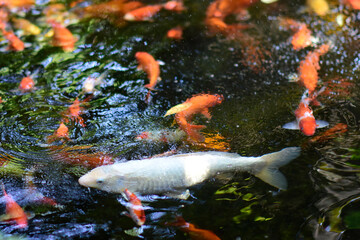 Japanese koi or fancy carp swim in a fish pond. Popular pets for relaxation.