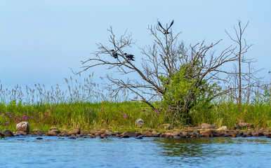 Three crows are sitting on a dry tree on the shore of Lake Ladoga.