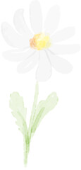 watercolor white daisy
