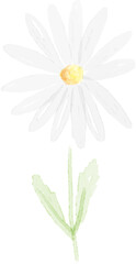 watercolor white daisy