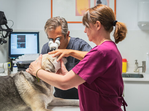 Vet nurse holding dog during eye examination