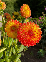 Beautiful vibrant orange red Dahlia Pompon flowers in summer autumn garden close up, floral wallpaper background with dahlias