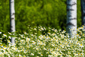 Blooming chamomile in a forest clearing summer floral natural background .