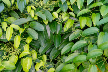 green leaf background leaf texture.