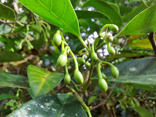 close up view nut meg flower