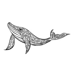 whale black and white fish
