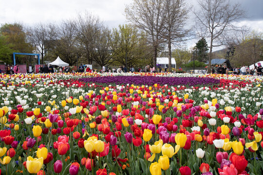 Tulip Garden in Australia